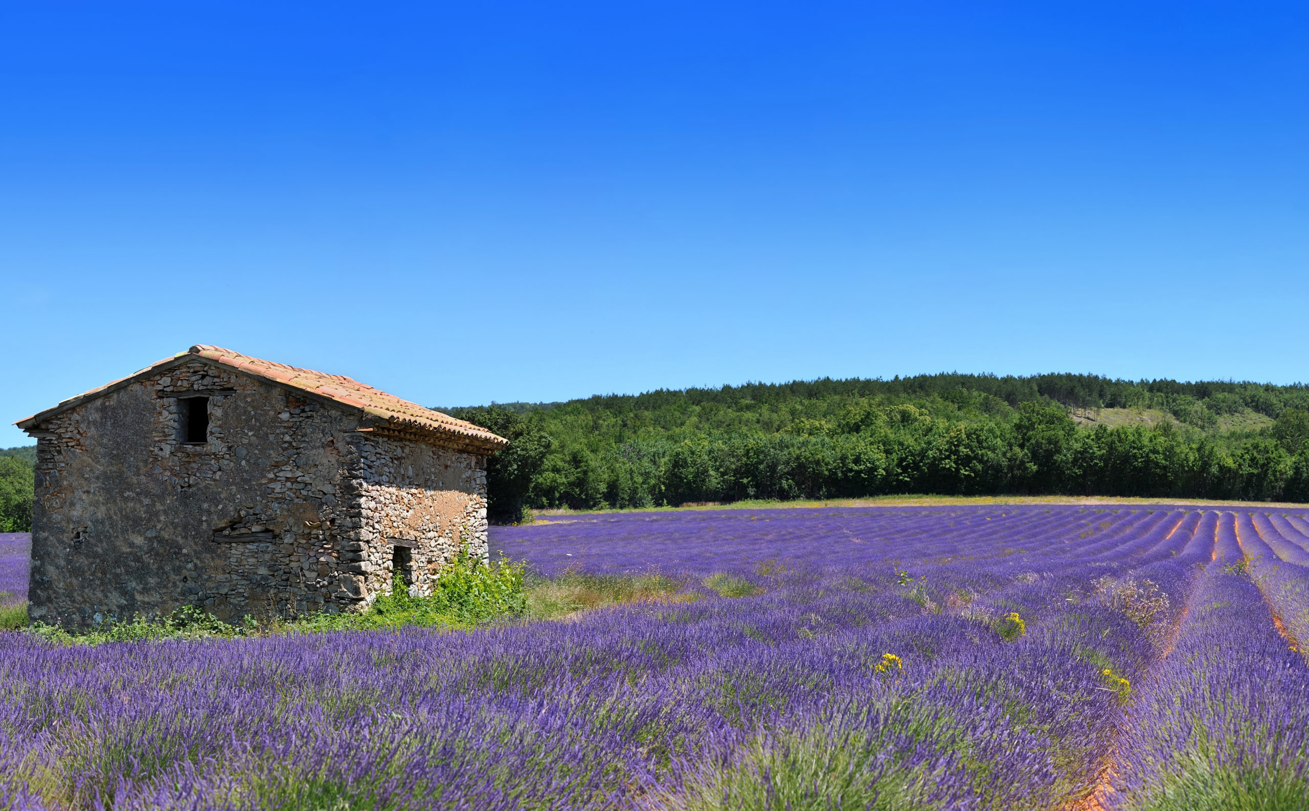 Lavande champs et maison